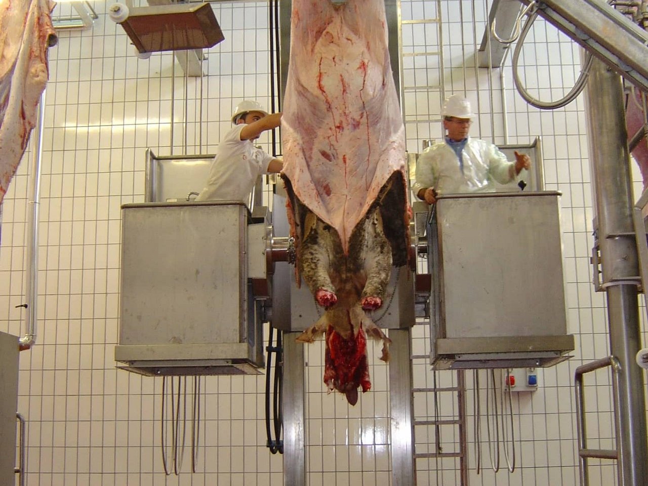 Cattle dehider cap.70 heads per hour Cattle dehider cap.70 heads per hour